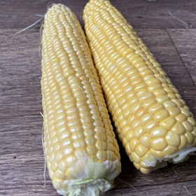 КУКУРДЗА СВІТ ЛАКІ F1 2500/25000 насінин