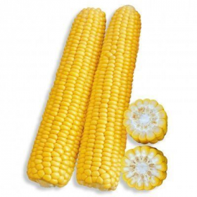 КУКУРУДЗА РАННЯ НАСОЛОДА F1 2500/25000 насінин