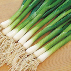 ЦИБУЛЯ ГРІНПІК F1 10000/250000 насінин