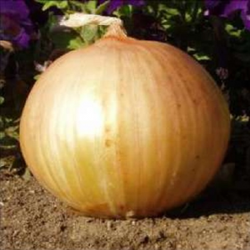 Екстра Ерлі Голд F1 100000 насінин