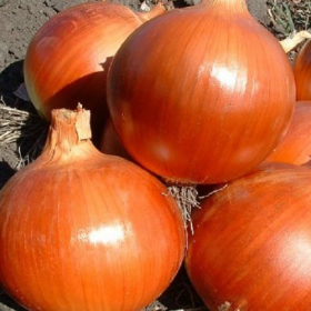 Копер Бол F1 100000/250000 насінин