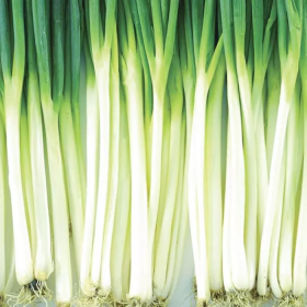 Вінтер Сілвер 10000 насінин