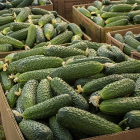 Солют F1 500/1000 насінин