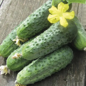 Аристократ F1 500/1000 насінин