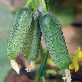 Арктика F1 500/1000 насінин