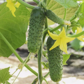 Авенсіс F1 500/1000 насінин