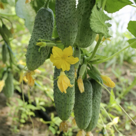 Євро Пік F1 1000 насінин