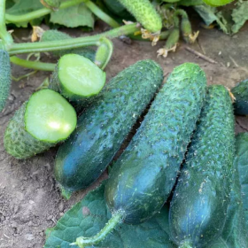 ОГІРОК РУБІНШТЕЙН F1 250/1000 насінин