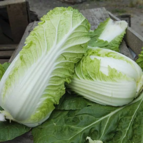 Вілі F1 1000/2500/10000 насінин