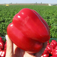 Фасіло F1 (75063) 250 насінин