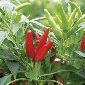 Хай Флай 2 F1 500/1000/10000 насінин