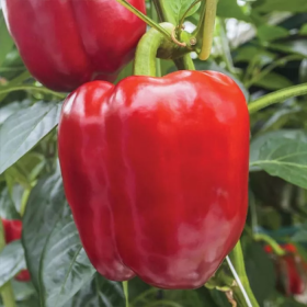 Маргарита F1 500 насінин