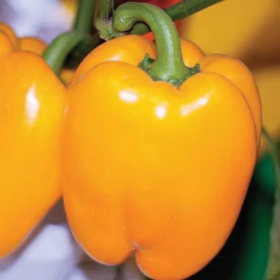 Сільвер Cтар F1 500/1000 насінин