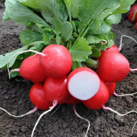 РЕДИС ЛАУРЕЛЛА F1