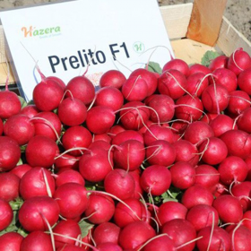 РЕДИС ПРЕЛІТО F1 500г