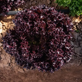 САЛАТ ЛОЛЛА РОССА АКАНЕ