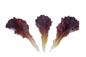 САЛАТ Д/Л БОТТАС 100 000 насінин