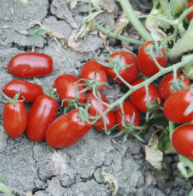 Брісколiно F1 1000 насінин