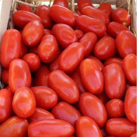 ТОМАТ ФІЛІКСА F1 100/1000 насінин