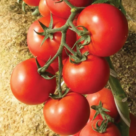 ТОМАТ ЕНІГМА F1 250/1000 насінин