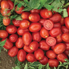 КЕНДРАС F1 25000 насінин