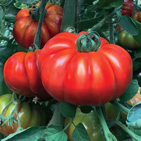 ТОМАТ МАРМАНДЕ МАРСАЛАТО F1 250 насінин