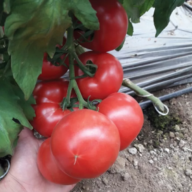 ТОМАТ ПІНК ІМПРЕШЕН F1 100/500 насінин