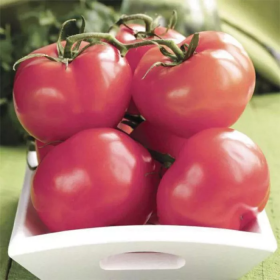 Пінк Топ F1 250/500/1000 насінин