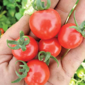 Стромболіно F1 1000/10000 насінин