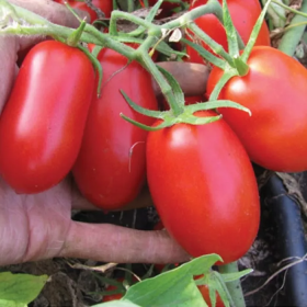 ТОМАТ ТАЛЕНТ F1 100/1000/10000 насінин