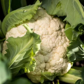 Ількар F1 2500 насінин