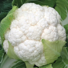 КАПУСТА СЕУЛ F1 2500 насінин