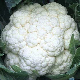 SV 5818АС F1 1000/2500 насінин