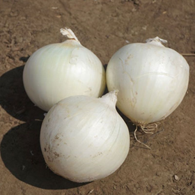 БЕЛО БЛАНКО F1 / BELO BLANKO F1 10000/250000 насінин