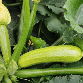 СІРІО CRX  90197 F1 500 насінин