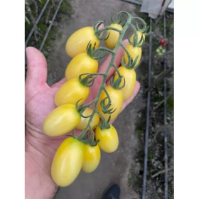 ТОМАТ СМАРТ F1 100 насінин