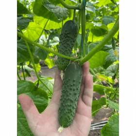 ОГІРОК АМЕРІГО F1 1000 насінин