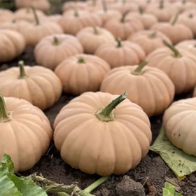 Спеллкаст F1 500 насінин