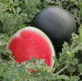 СТАЙЛ F1 1000 насінин