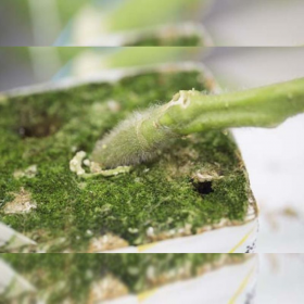 ПІДЩЕПА СУЗУКА F1 1000 шт