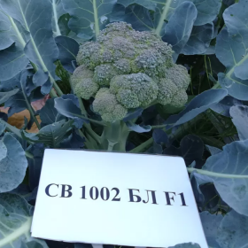 SV1002 BL F1 1000/2500 насінин