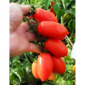 Калрома F1 10000 насінин