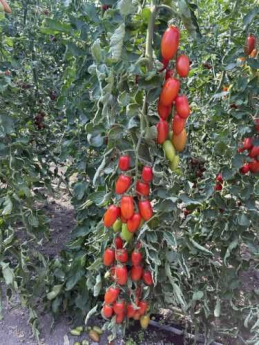 ТОМАТ ВИЗАРД F1 250/1000 насінин