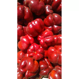 СОЛОДКИЙ ПЕРЕЦЬ ТОПЕПО РОССО-ФЛУМЕРІ F1 100/1000 насінин