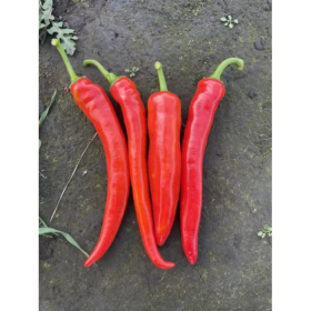 ПЕРЕЦЬ ГОСТРИЙ ТОЙО F1 500 насінин