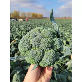 ТРІБЕКА F1 1000 насінин