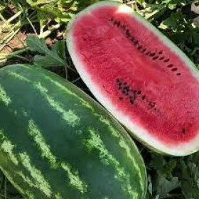 ТУРБО 840 F1 1000 насінин