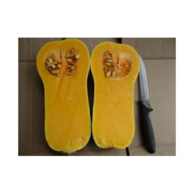 UG 205 F1 1000 насінин