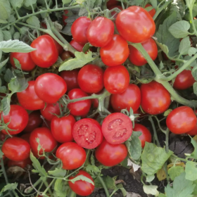 UG 1122713 F1  10000 насінин