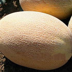 UG 160 F1 1000 насінин